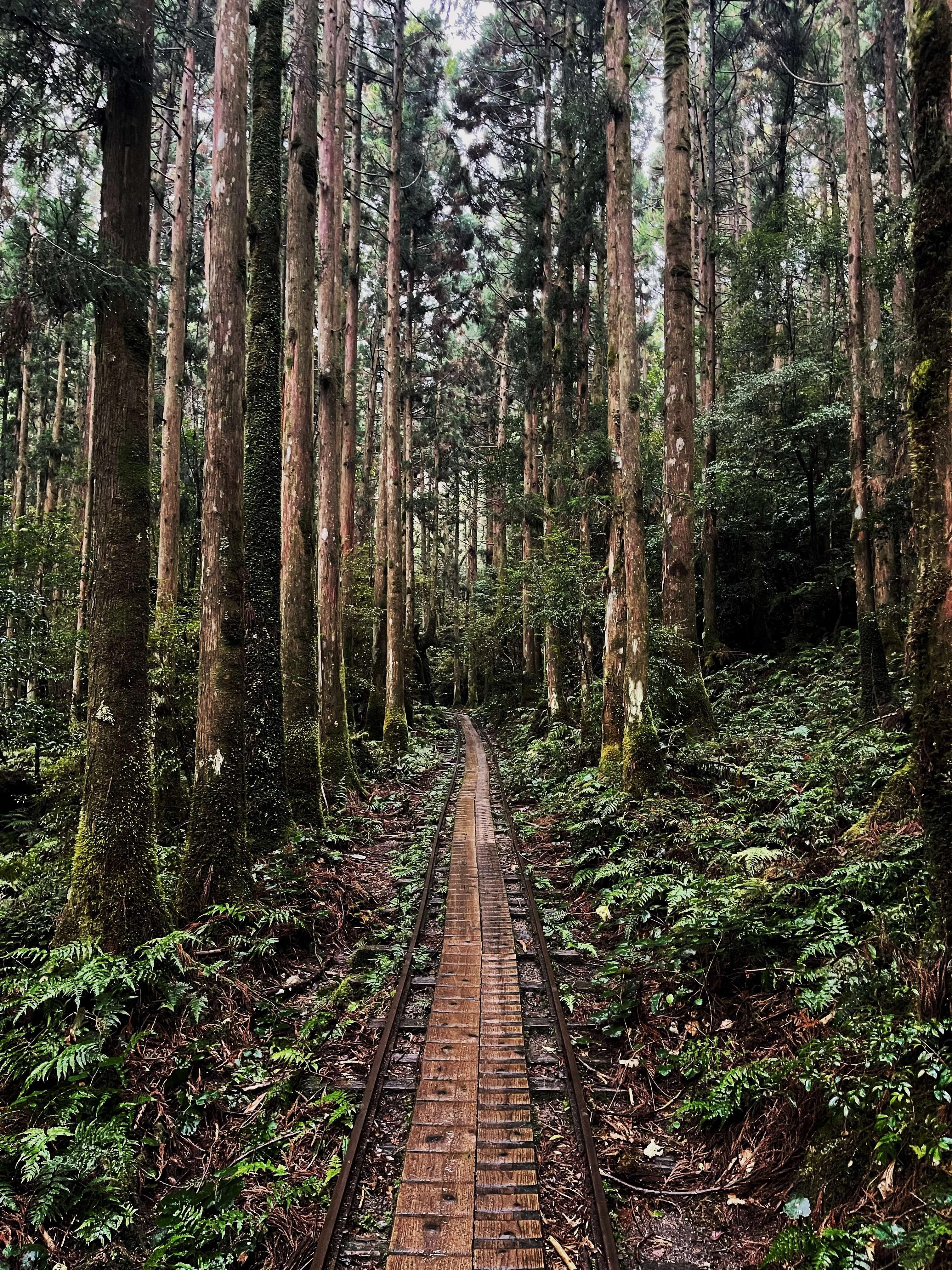 Forest path with wooden walkway